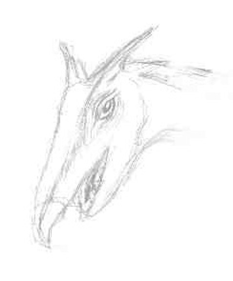 dragon-head-sketch